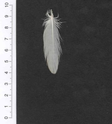 Unterfl�geldeckfeder