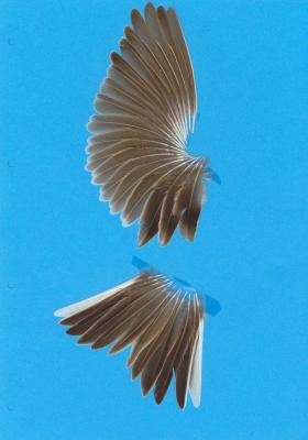 Flügel und Schwanz