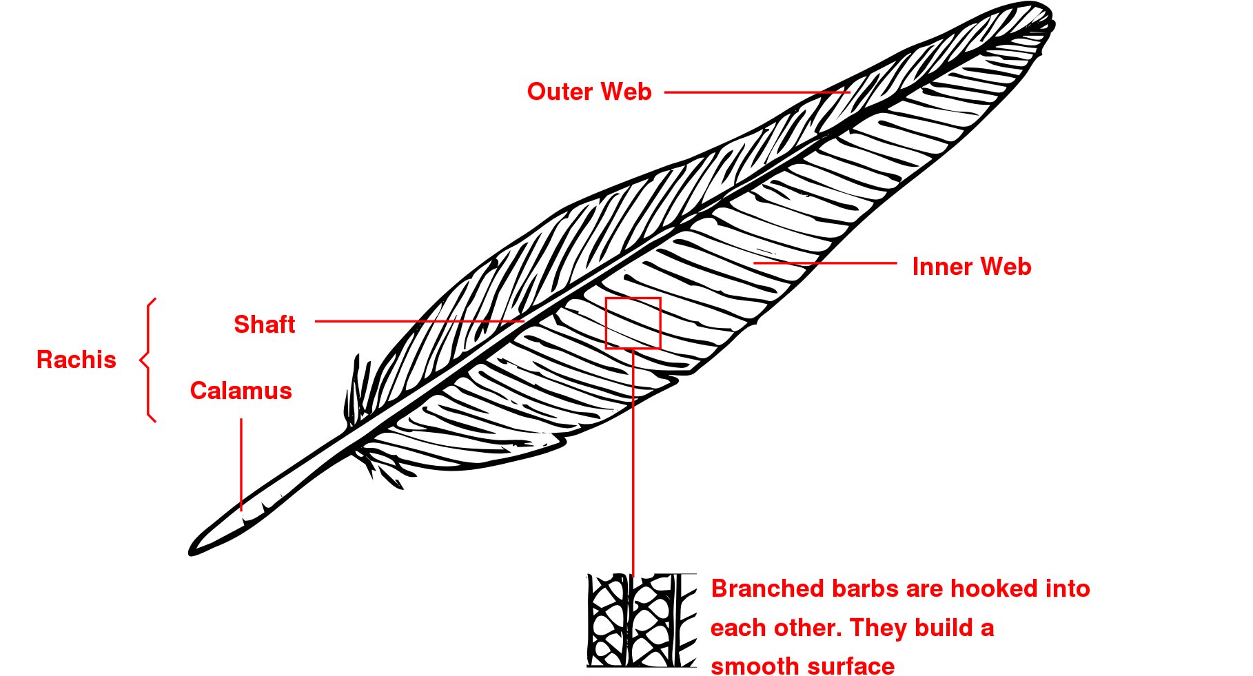 Structure of a
        Feather