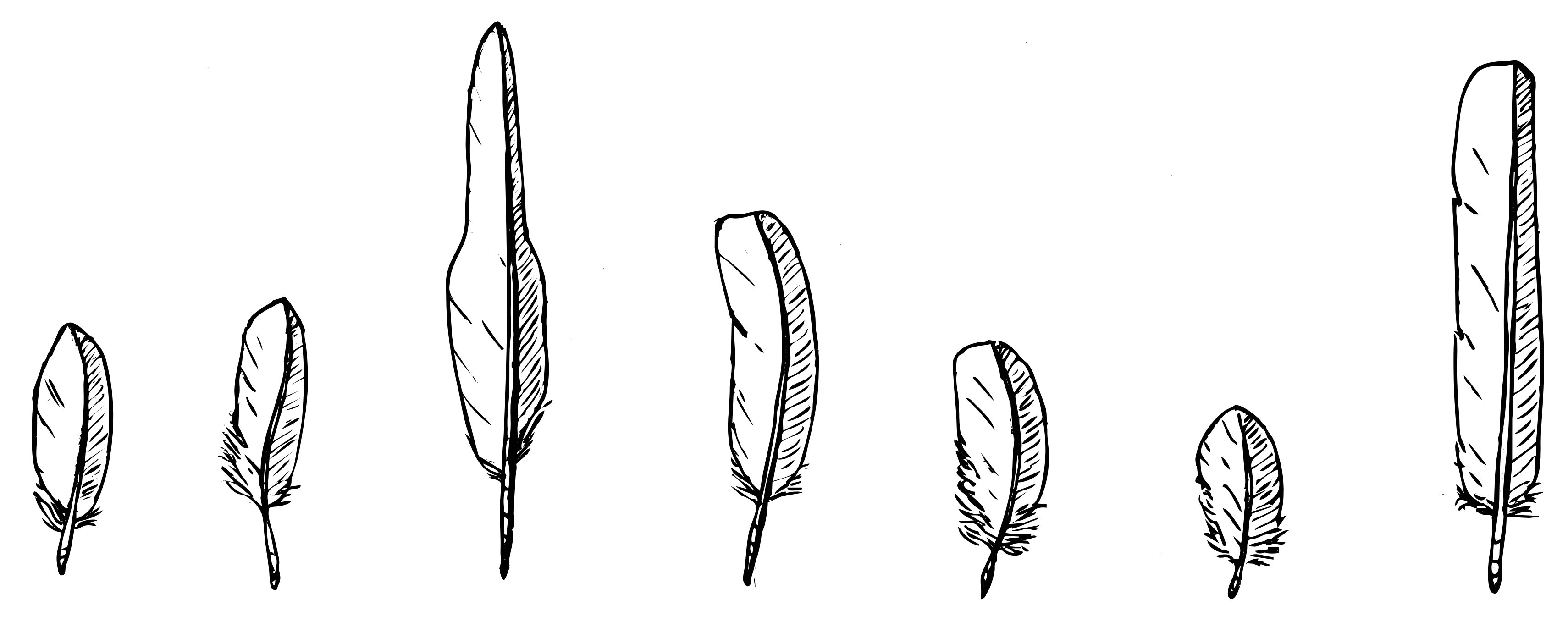Sparrowhawk feathers