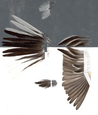 Flügel und Schwanz