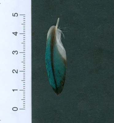 Alula