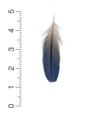 Marabou Super Select 20 Federn Eisvogel Blau Kingfisher Blue 