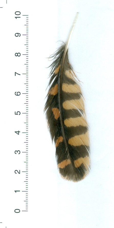 AS