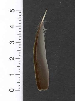 AS