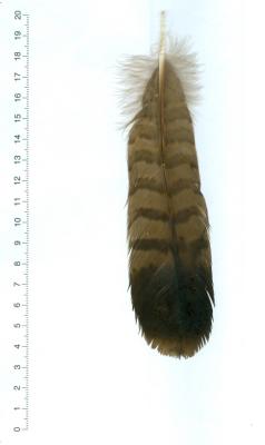 S1