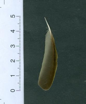 AS