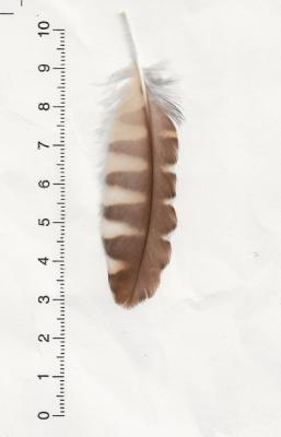 AS