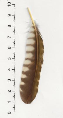 AS