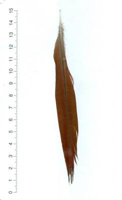 S1
