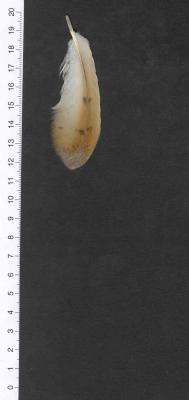 Alula