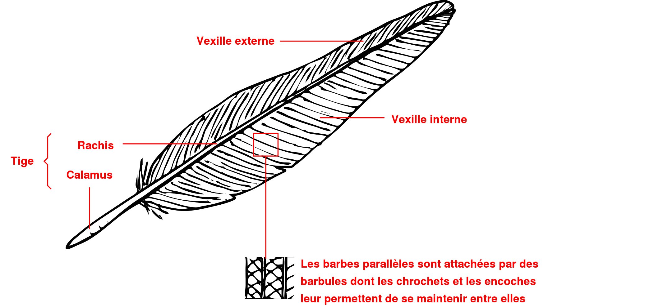 Structure de la
        plume