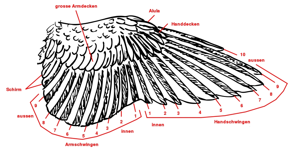 Feder Fluegel